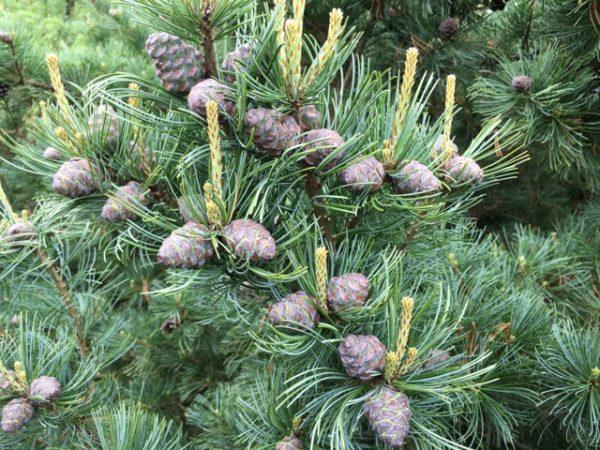 Pinus Parviflora Eiko Nishiki - View 1 from www redcrocus com