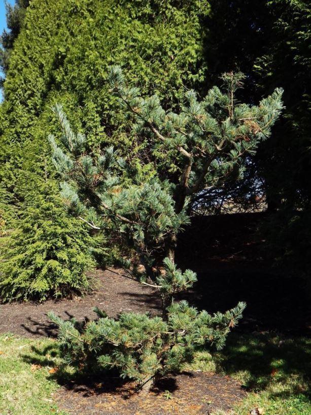 Pinus Parviflora Eiko Nishiki - View 2 from www redcrocus com