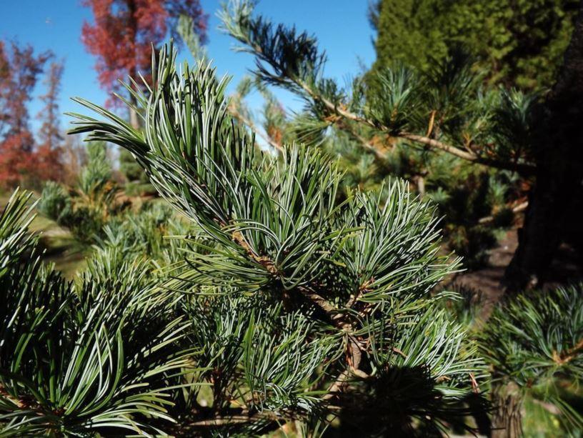 Pinus Parviflora Eiko Nishiki - View 3 from www redcrocus com