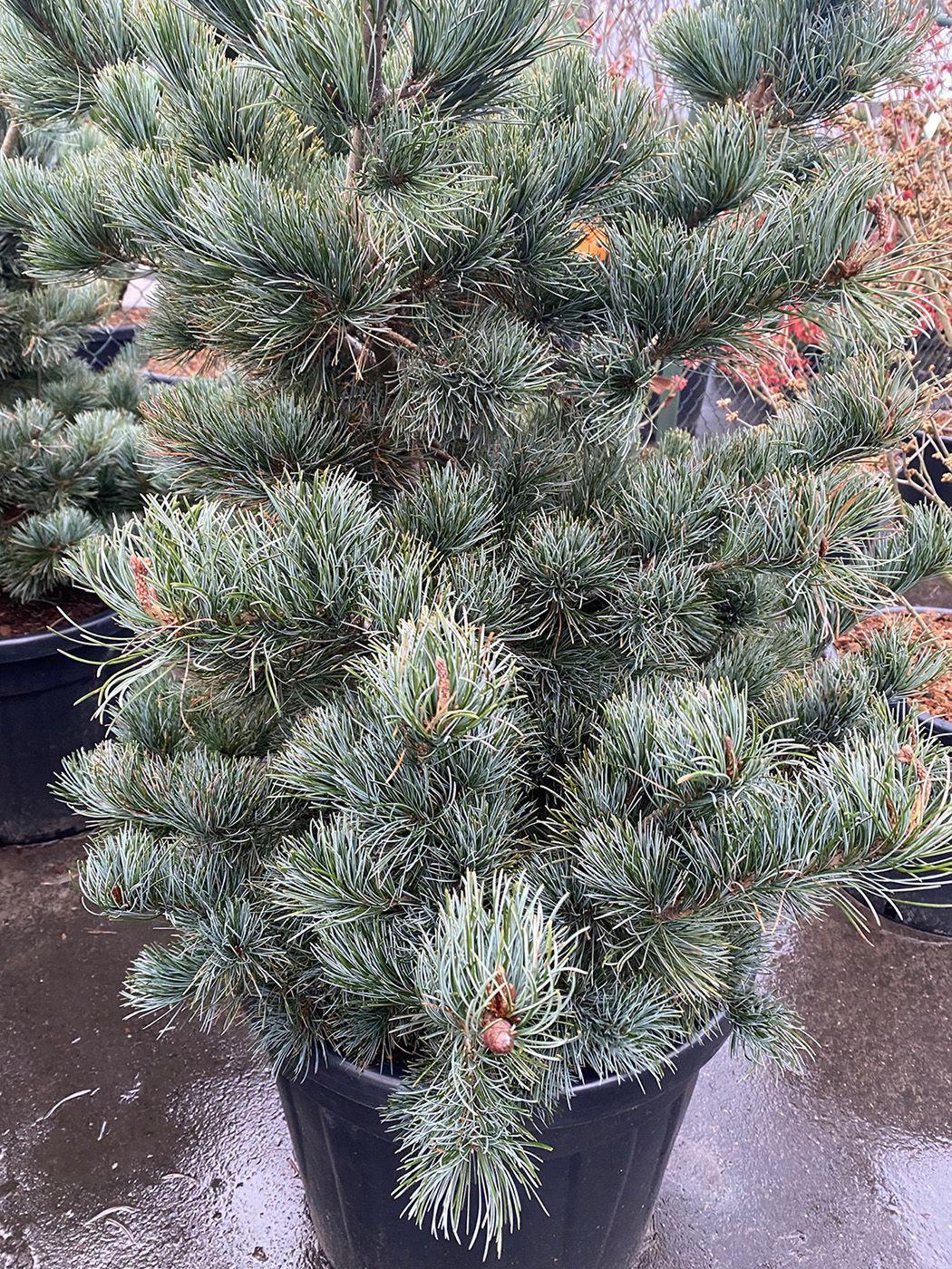 Pinus Parviflora Eiko Nishiki - View 4 from www redcrocus com