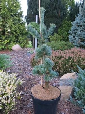 Pinus Parviflora Eiko Nishiki - View 5 from www redcrocus com