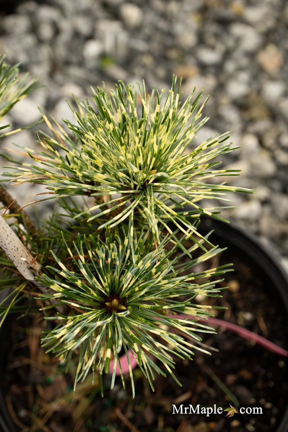 Pinus Parviflora Eiko Nishiki - View 7 from www redcrocus com