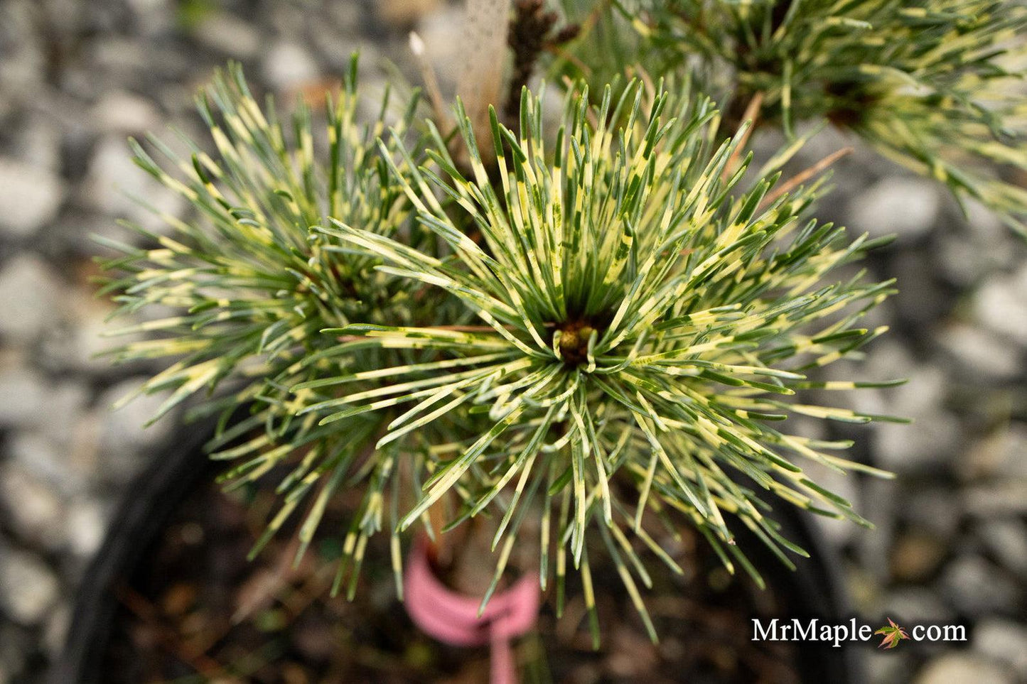 Pinus Parviflora Eiko Nishiki - View 8 from www redcrocus com