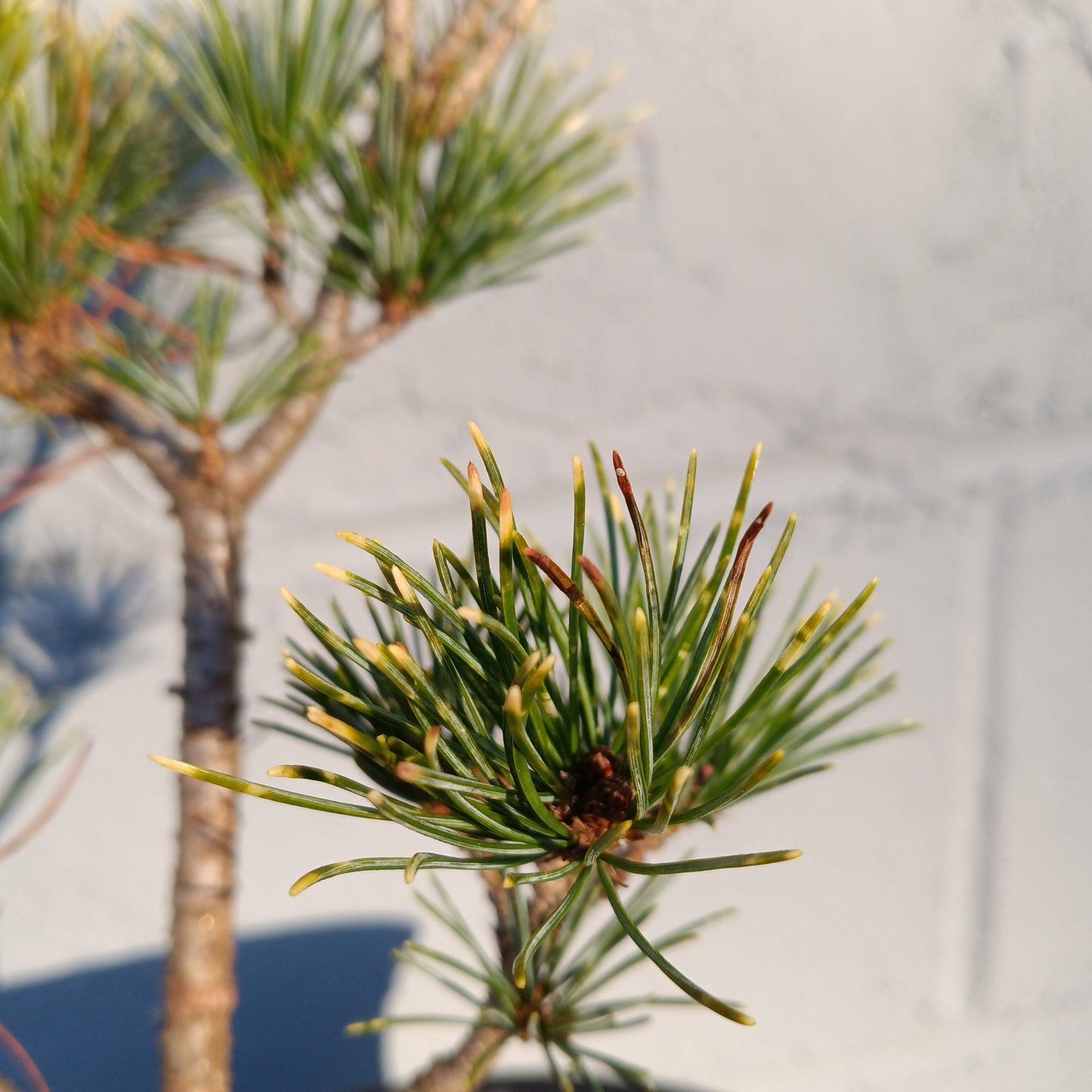 Pinus Parviflora Fubuki Nishiki - View 10 from www redcrocus com