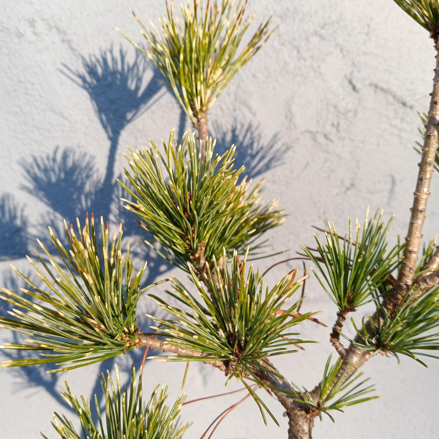 Pinus Parviflora Fubuki Nishiki - View 12 from www redcrocus com