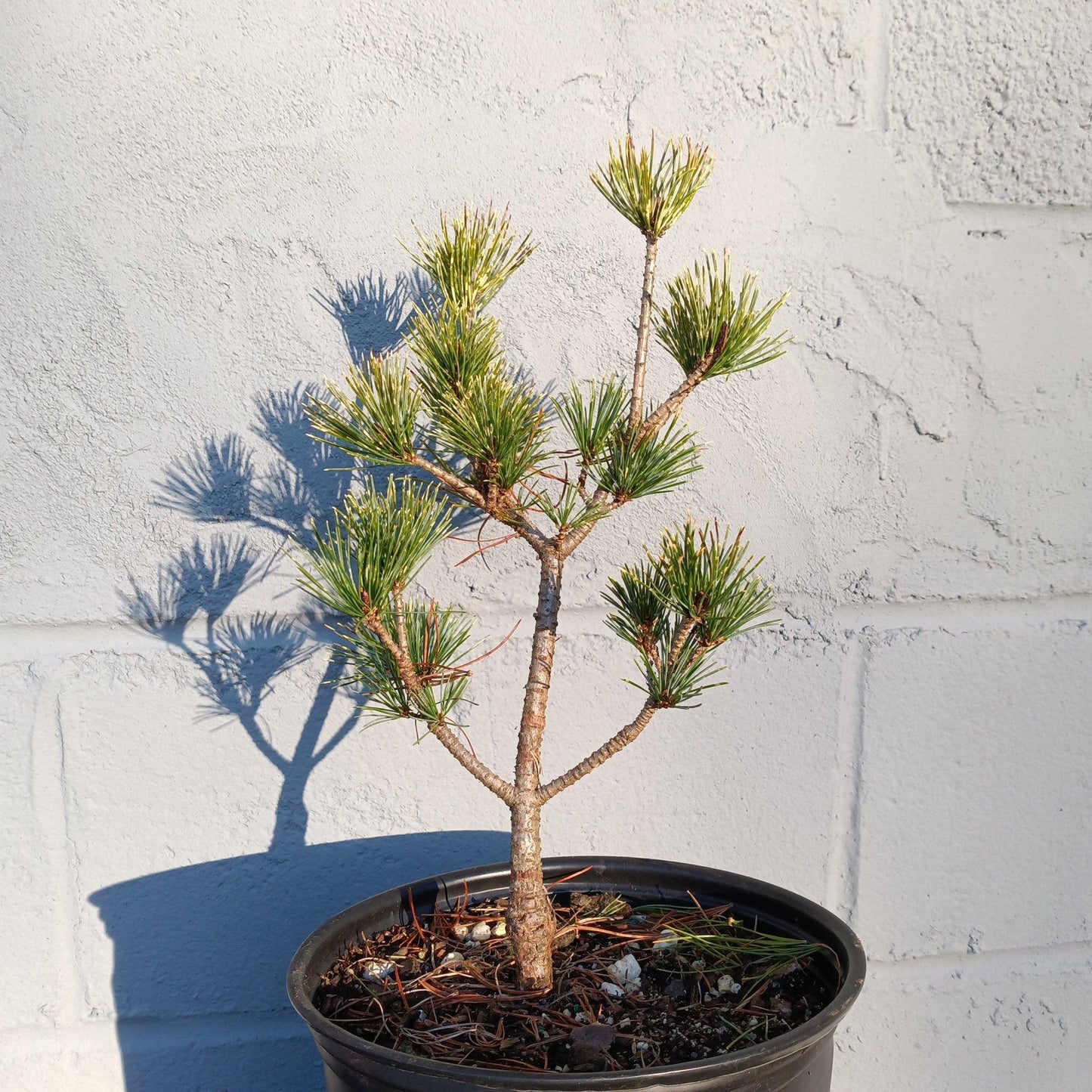 Pinus Parviflora Fubuki Nishiki - View 13 from www redcrocus com