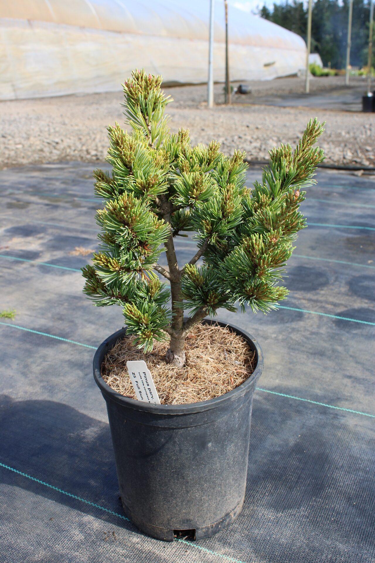 Pinus Parviflora Fubuki Nishiki - View 14 from www redcrocus com