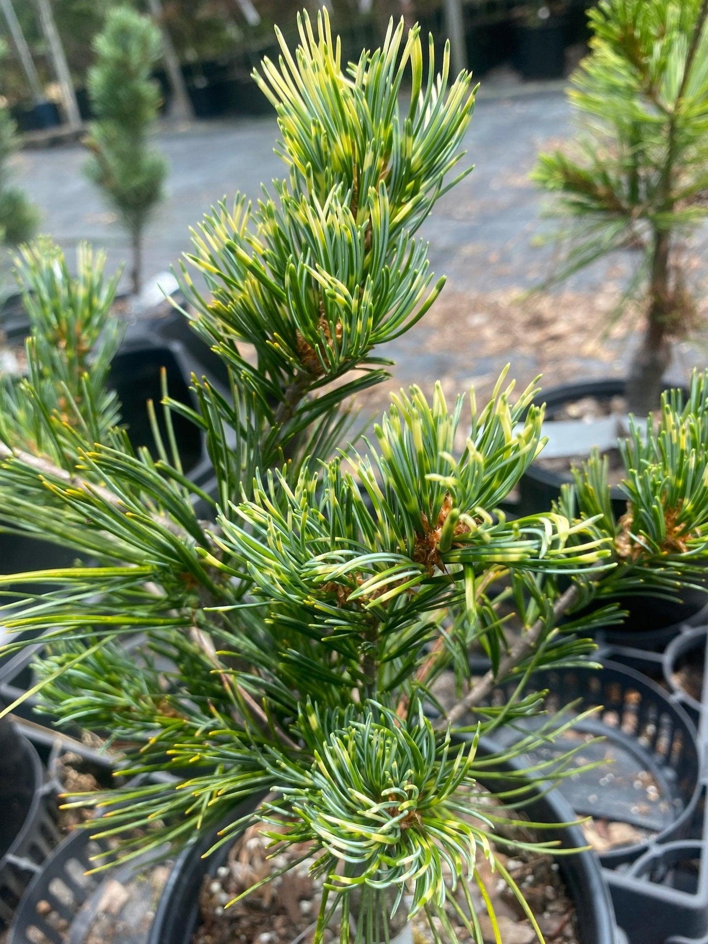 Pinus Parviflora Fubuki Nishiki - View 16 from www redcrocus com