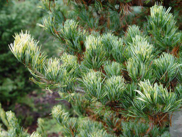 Pinus Parviflora Fubuki Nishiki - View 17 from www redcrocus com