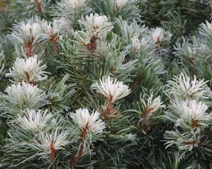 Pinus Parviflora Fubuki Nishiki - View 18 from www redcrocus com