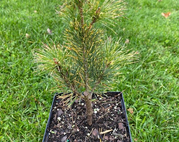 Pinus Parviflora Fubuki Nishiki - View 7 from www redcrocus com