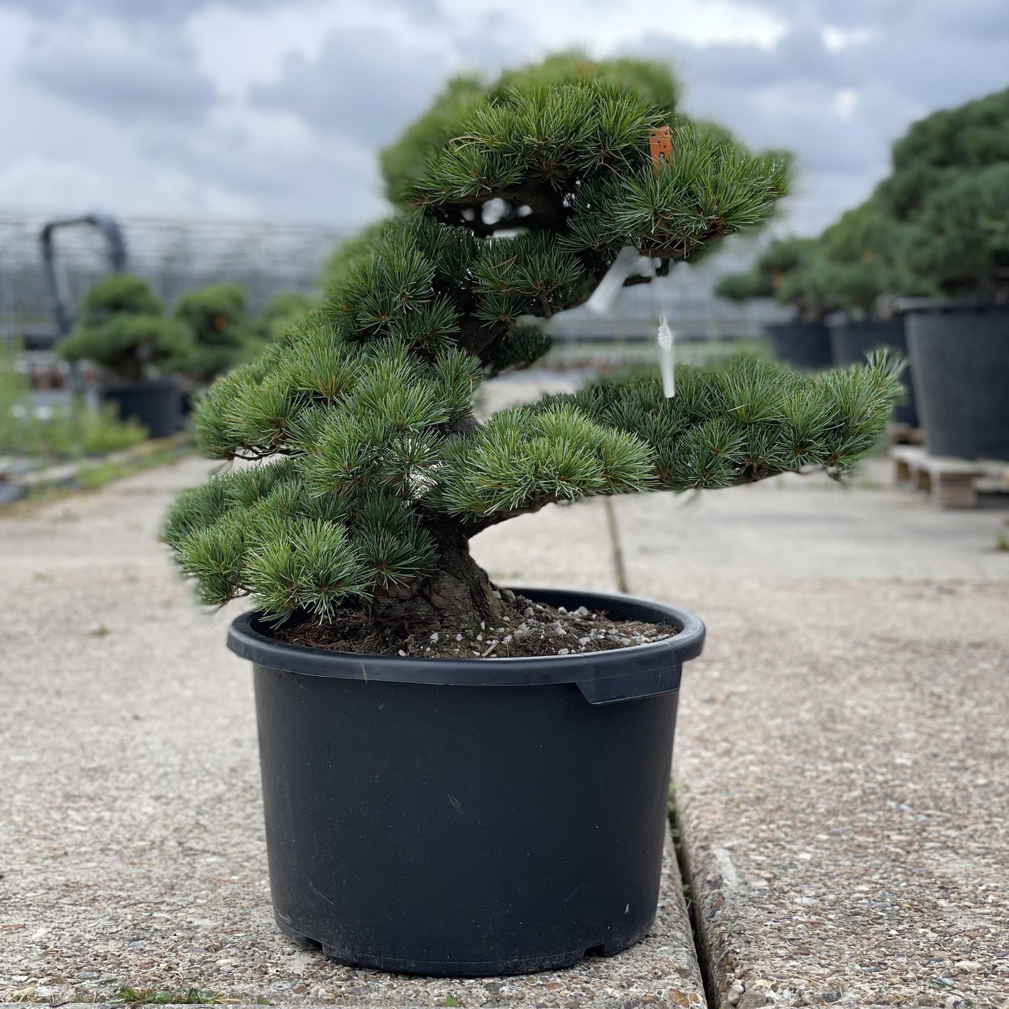 Pinus Parviflora Fubuki Nishiki - View 8 from www redcrocus com