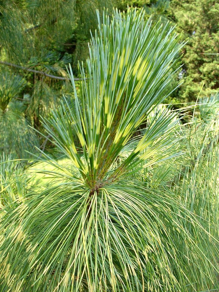 Pinus Wallichiana Zebrina - View 12 from www redcrocus com