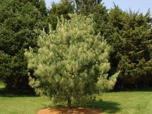 Pinus Wallichiana Zebrina - View 14 from www redcrocus com