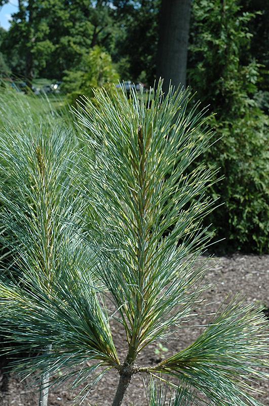 Pinus Wallichiana Zebrina - View 15 from www redcrocus com