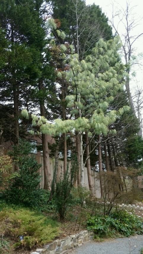 Pinus Wallichiana Zebrina - View 16 from www redcrocus com