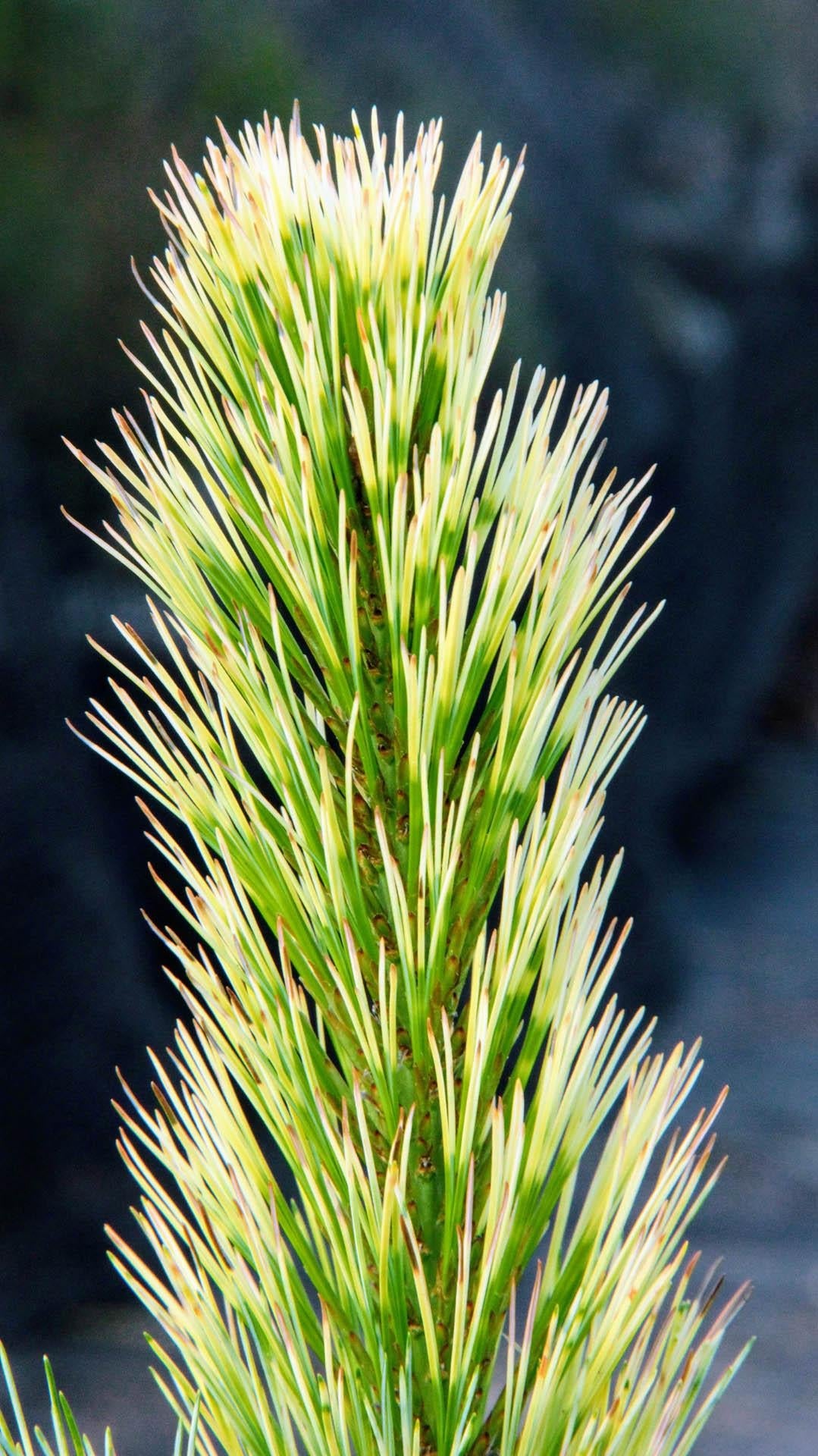 Pinus Wallichiana Zebrina - View 17 from www redcrocus com