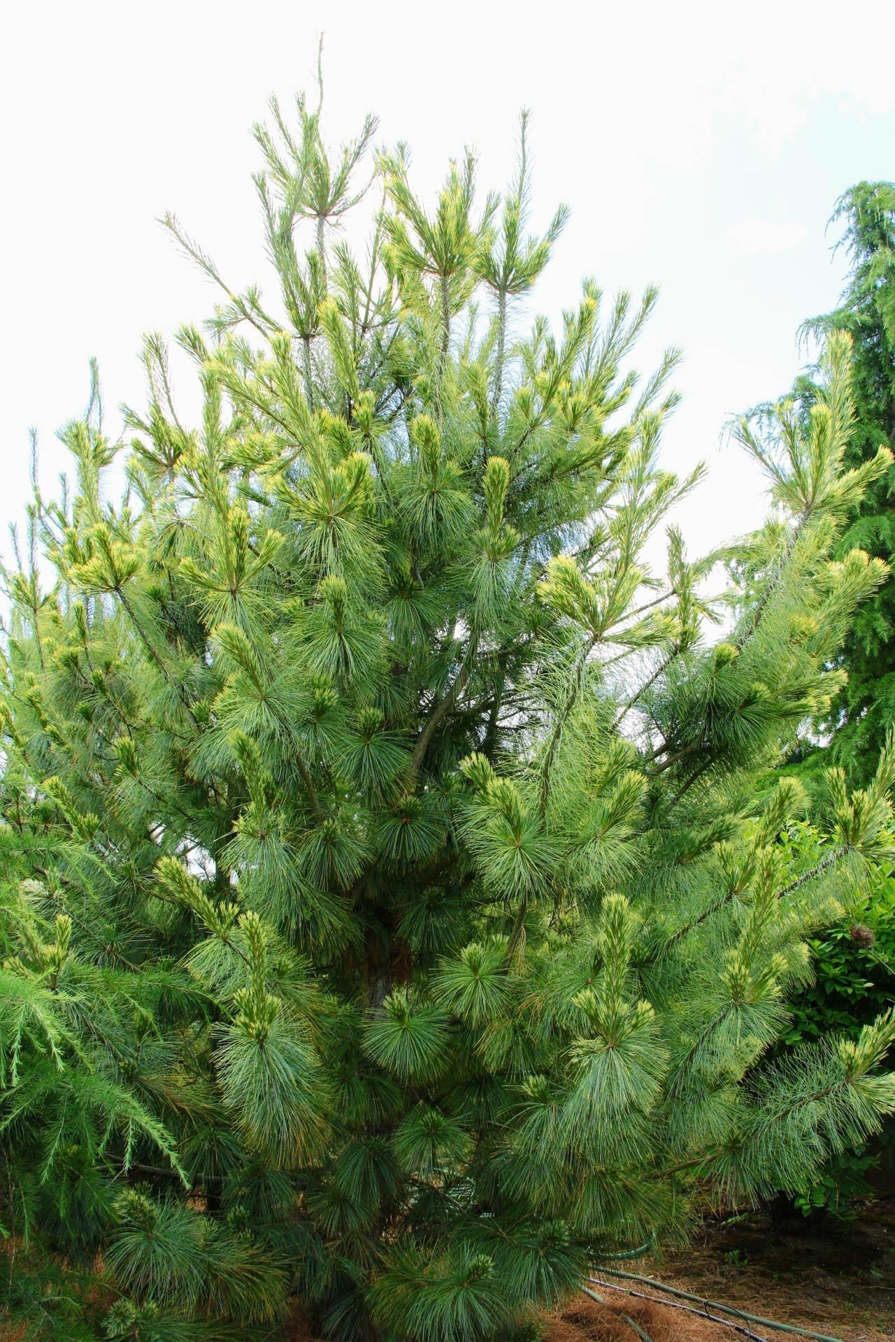 Pinus Wallichiana Zebrina - View 18 from www redcrocus com