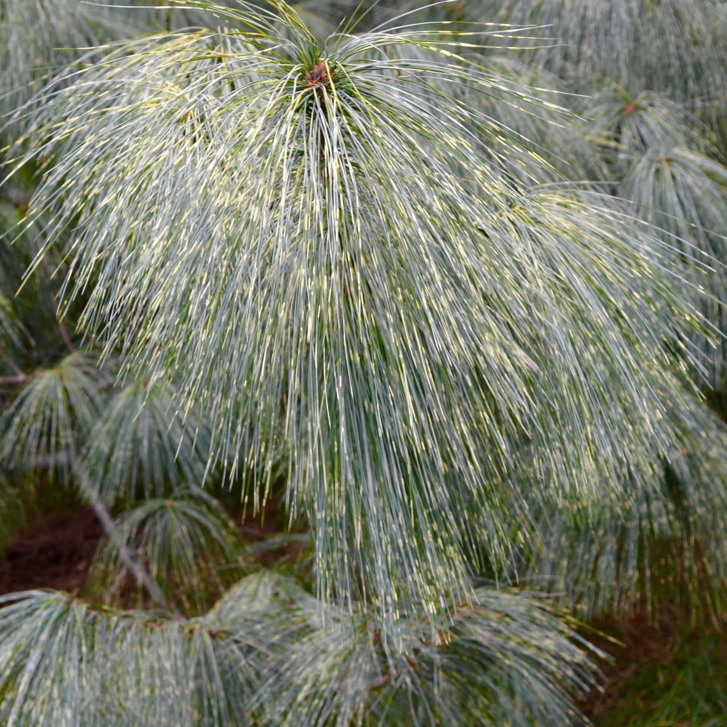 Pinus Wallichiana Zebrina - View 19 from www redcrocus com