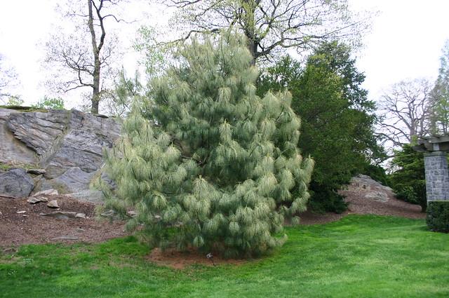 Pinus Wallichiana Zebrina - View 20 from www redcrocus com