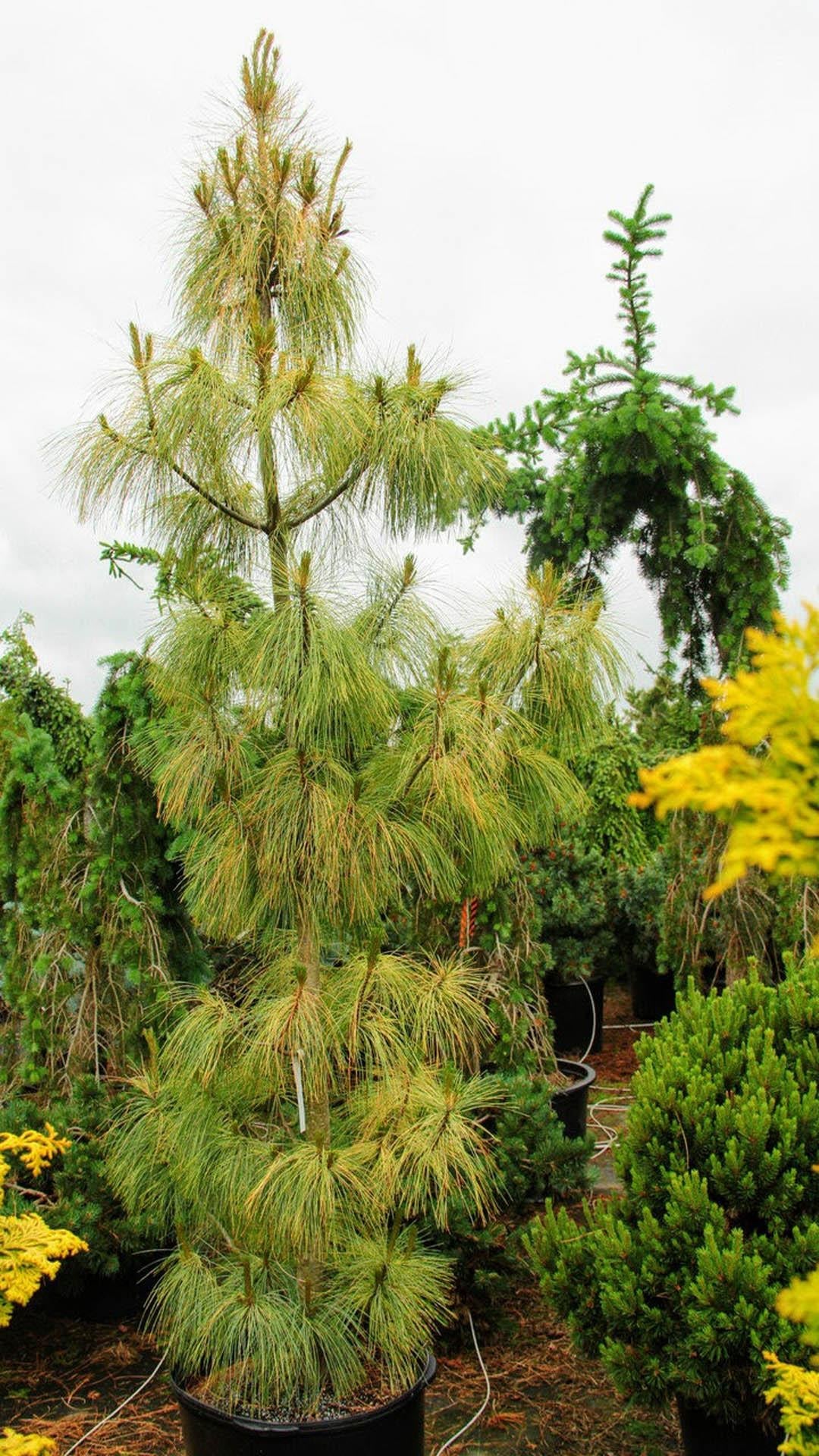 Pinus Wallichiana Zebrina - View 3 from www redcrocus com