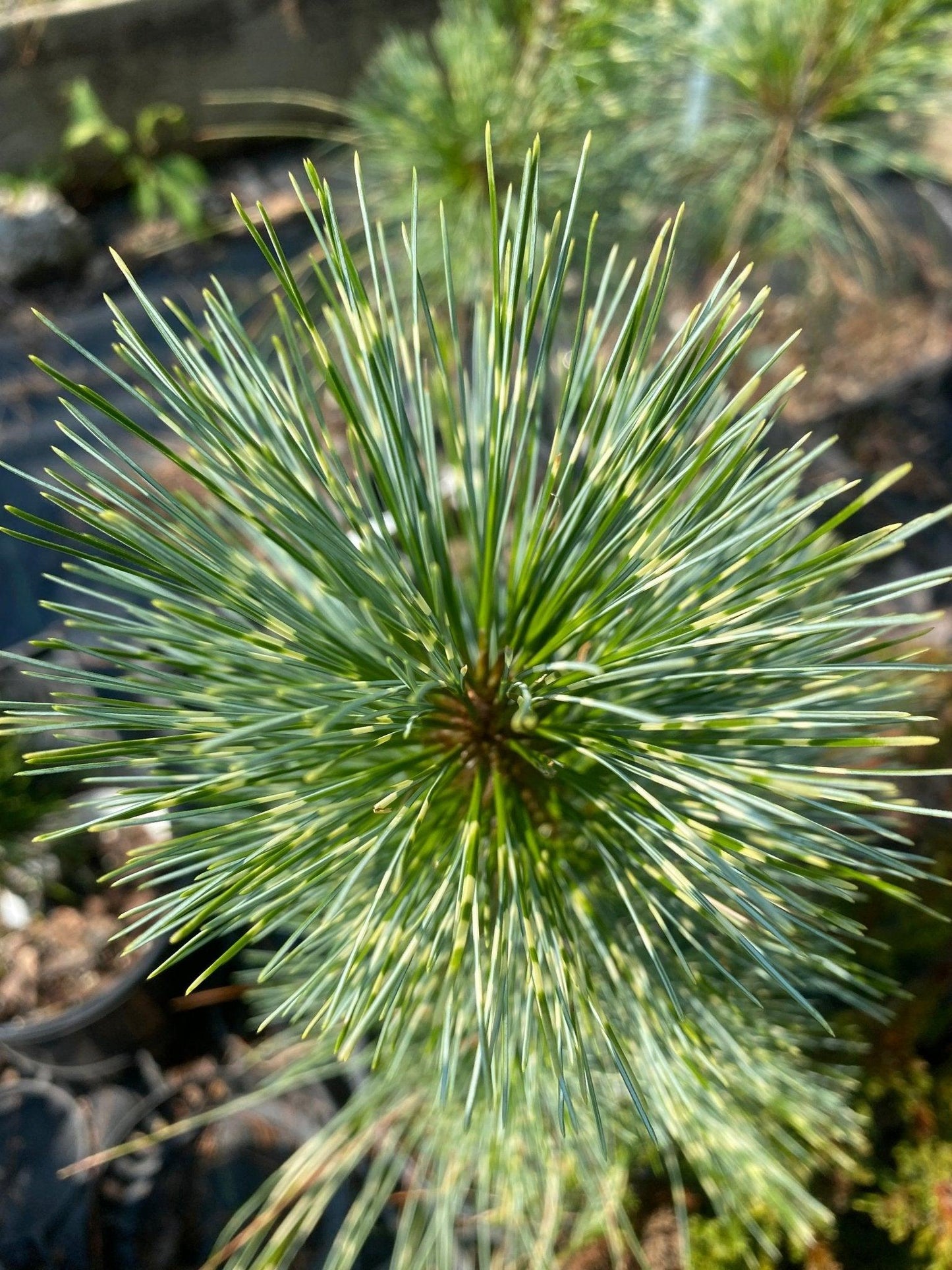 Pinus Wallichiana Zebrina - View 4 from www redcrocus com