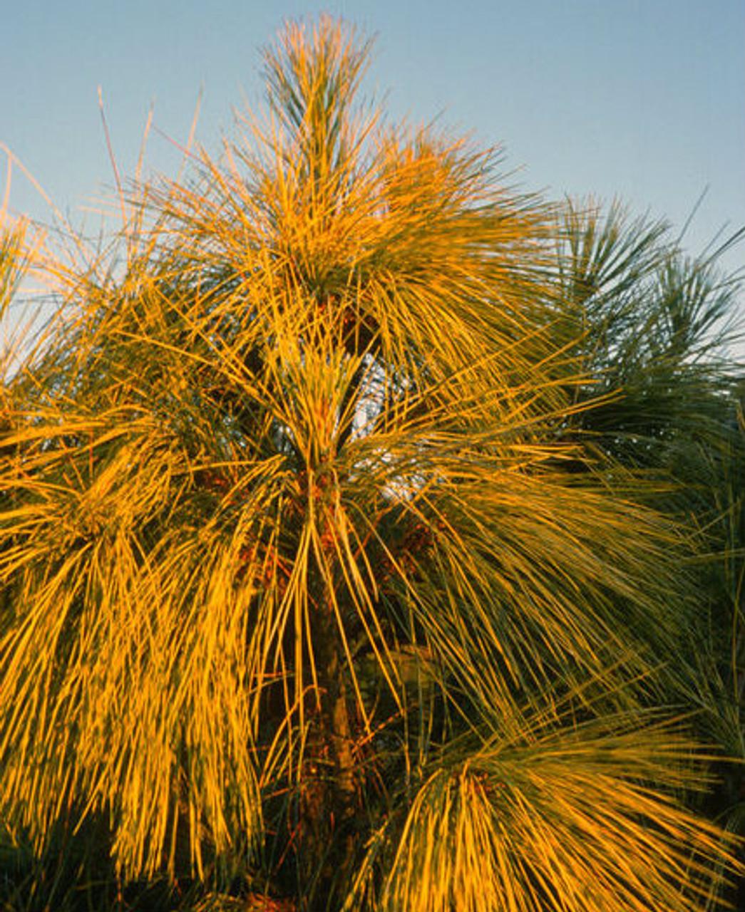 Pinus Wallichiana Zebrina - View 6 from www redcrocus com