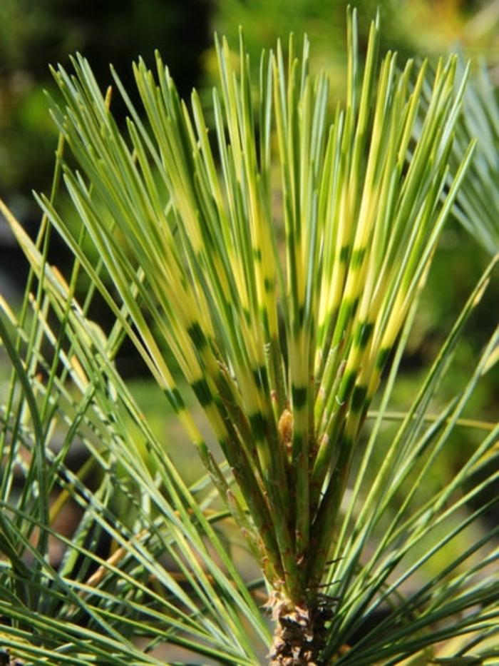 Pinus Wallichiana Zebrina - View 7 from www redcrocus com