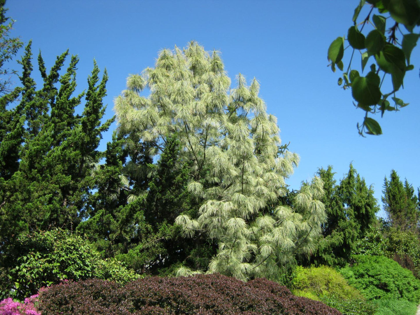 Pinus Wallichiana Zebrina - View 8 from www redcrocus com
