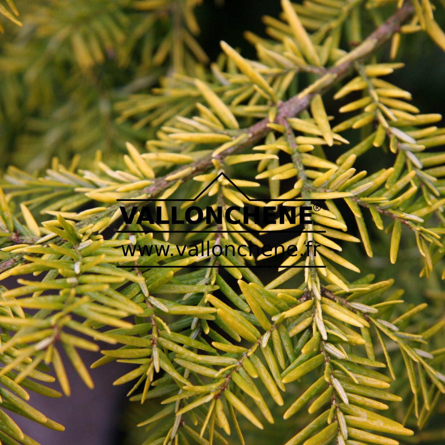 Tsuga Canadensis Atrovirens - View 7 from www redcrocus com