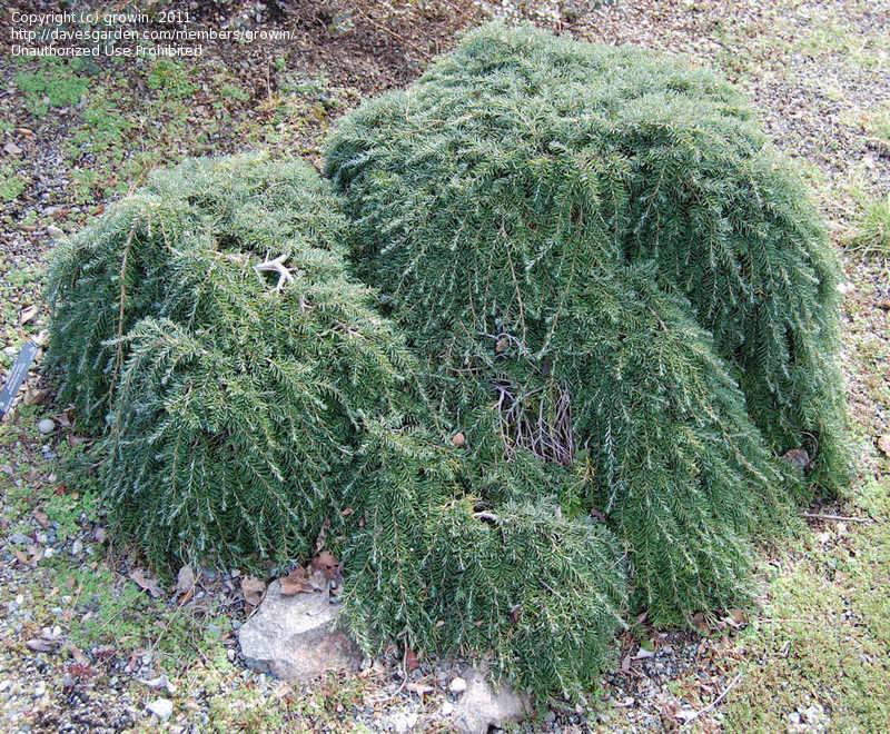 Tsuga Heterophylla Thorsen S Weeping - View 11 from www redcrocus com