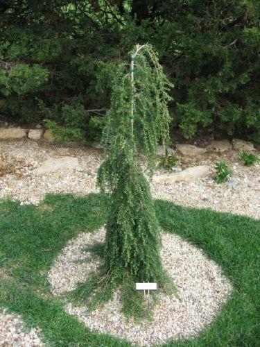 Tsuga Heterophylla Thorsen S Weeping - View 12 from www redcrocus com