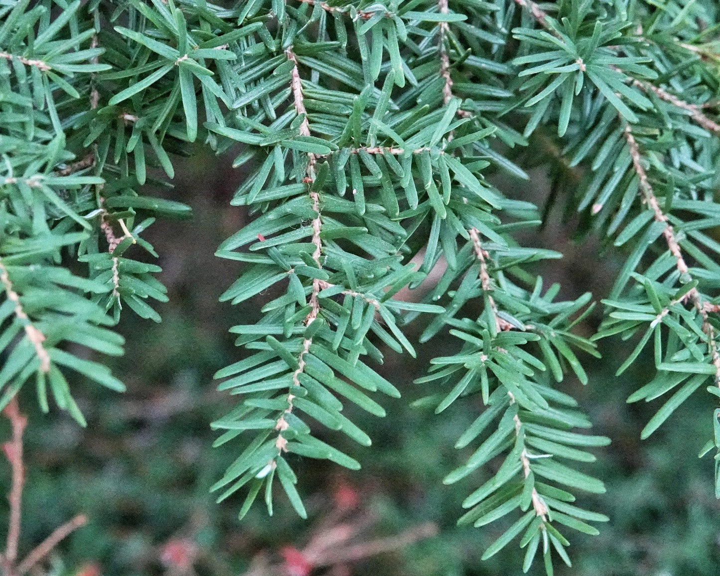 Tsuga Heterophylla Thorsen S Weeping - View 15 from www redcrocus com