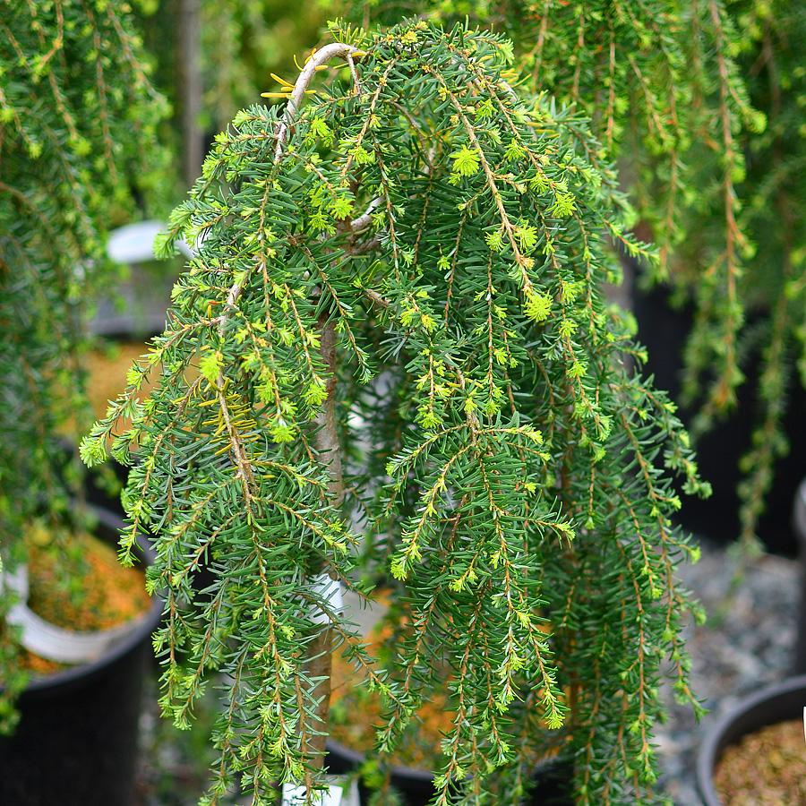 Tsuga Heterophylla Thorsen S Weeping - View 16 from www redcrocus com
