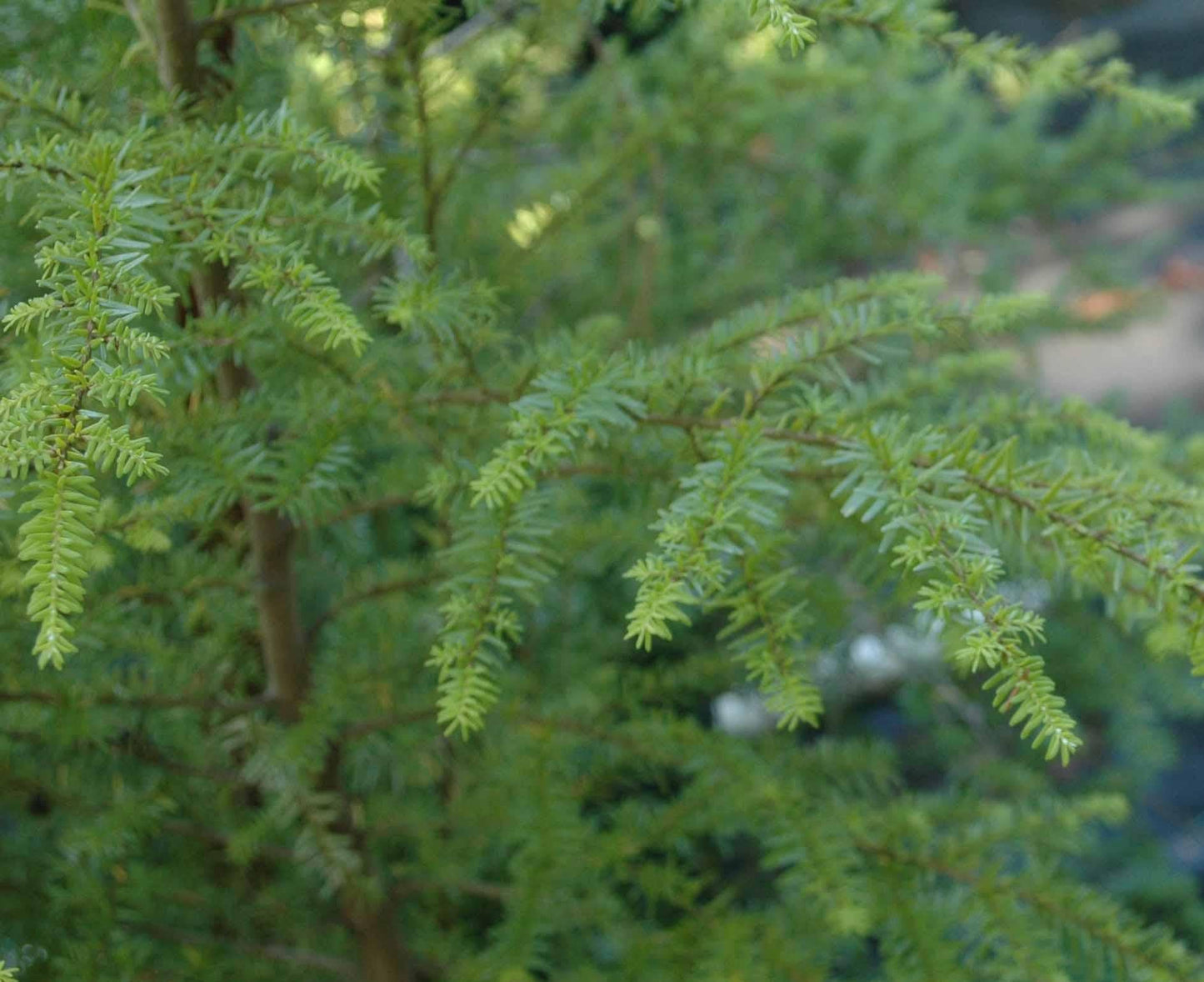 Tsuga Heterophylla Thorsen S Weeping - View 17 from www redcrocus com