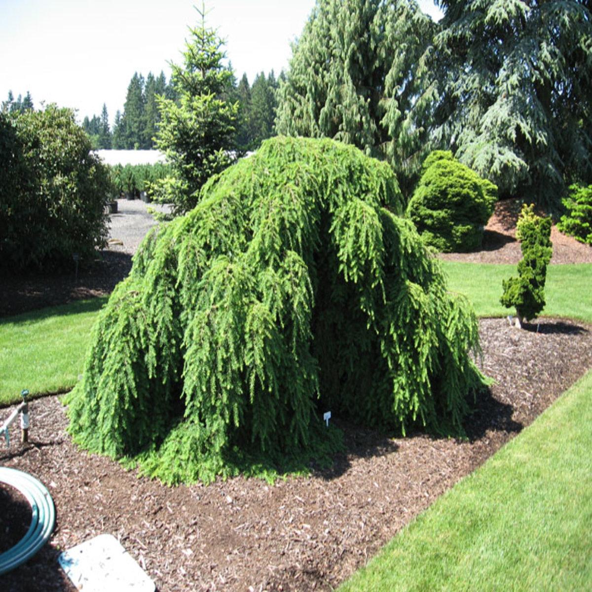 Tsuga Heterophylla Thorsen S Weeping - View 2 from www redcrocus com