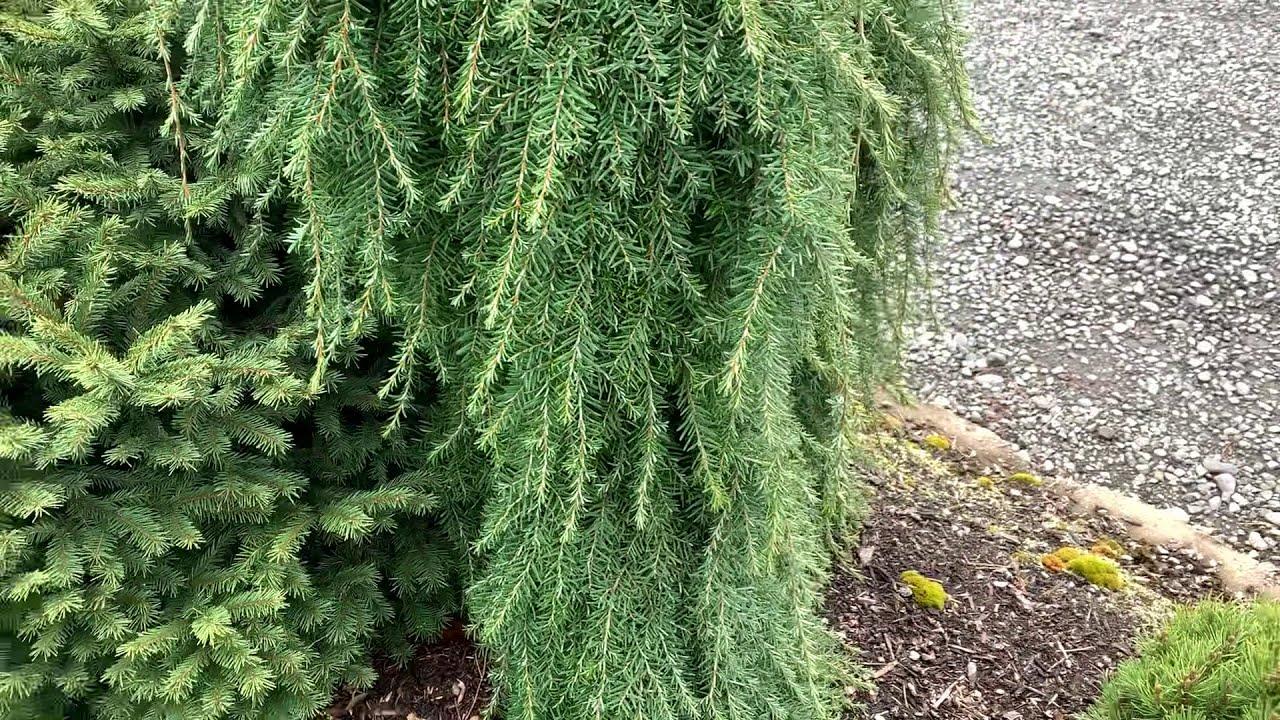 Tsuga Heterophylla Thorsen S Weeping - View 3 from www redcrocus com