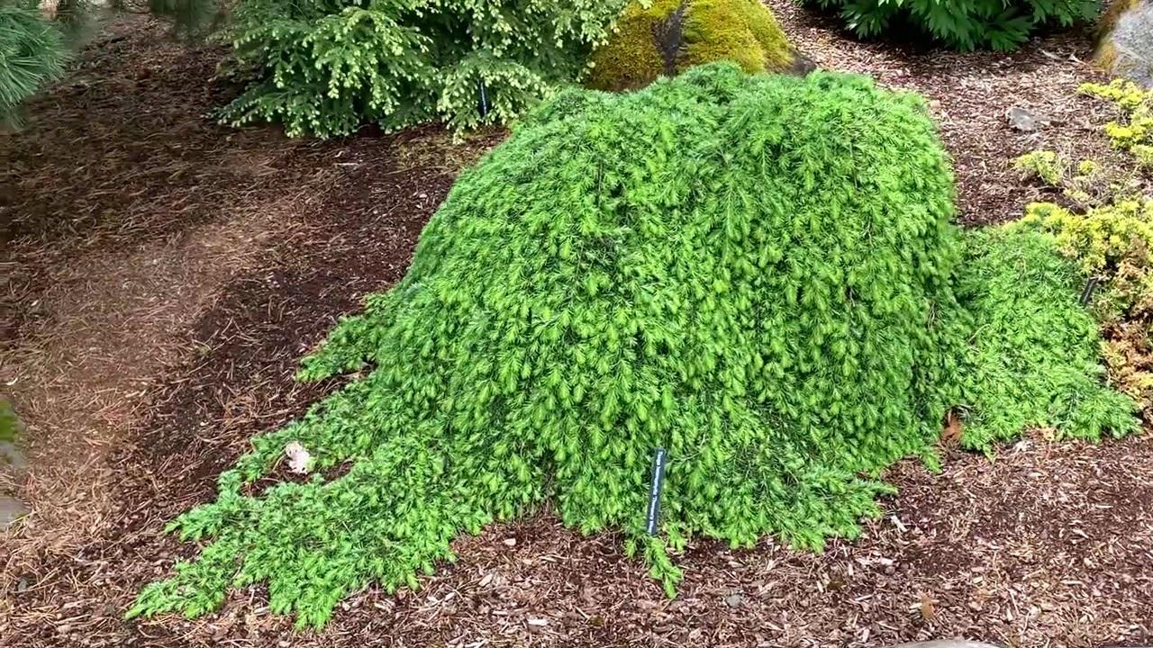 Tsuga Heterophylla Thorsen S Weeping - View 4 from www redcrocus com