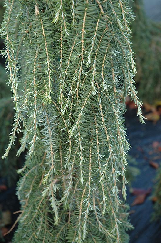 Tsuga Heterophylla Thorsen S Weeping - View 5 from www redcrocus com