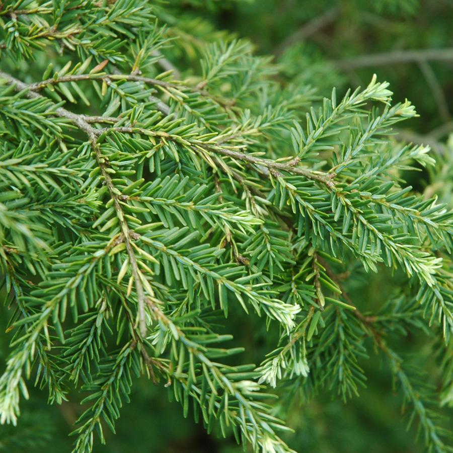 Tsuga Heterophylla Thorsen S Weeping - View 6 from www redcrocus com