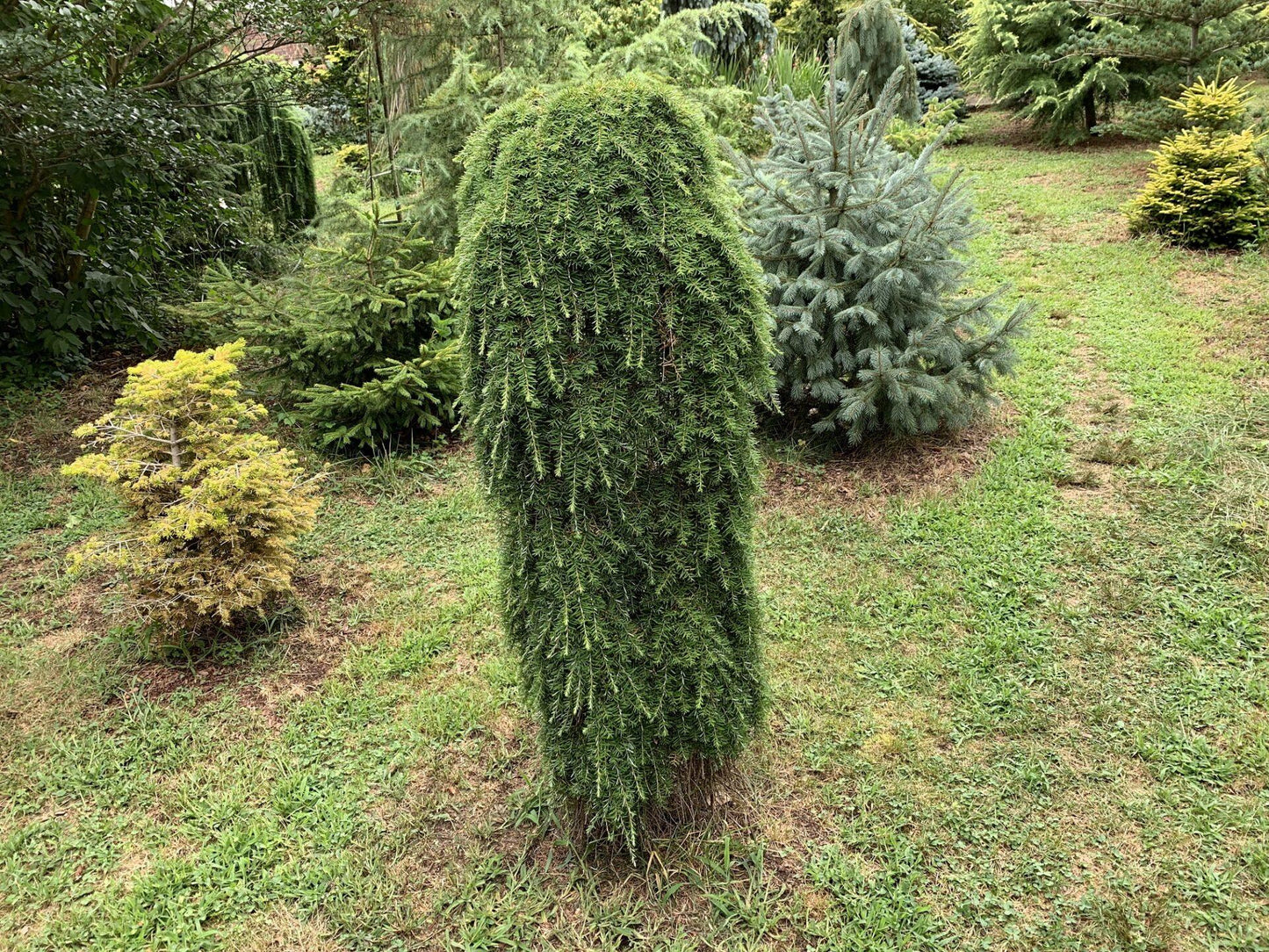Tsuga Heterophylla Thorsen S Weeping - View 7 from www redcrocus com