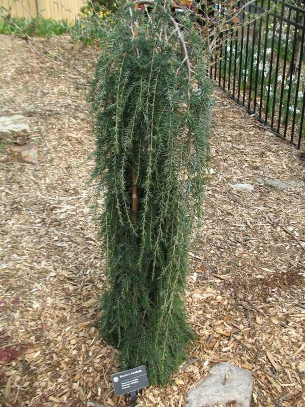 Tsuga Heterophylla Thorsen S Weeping - View 8 from www redcrocus com