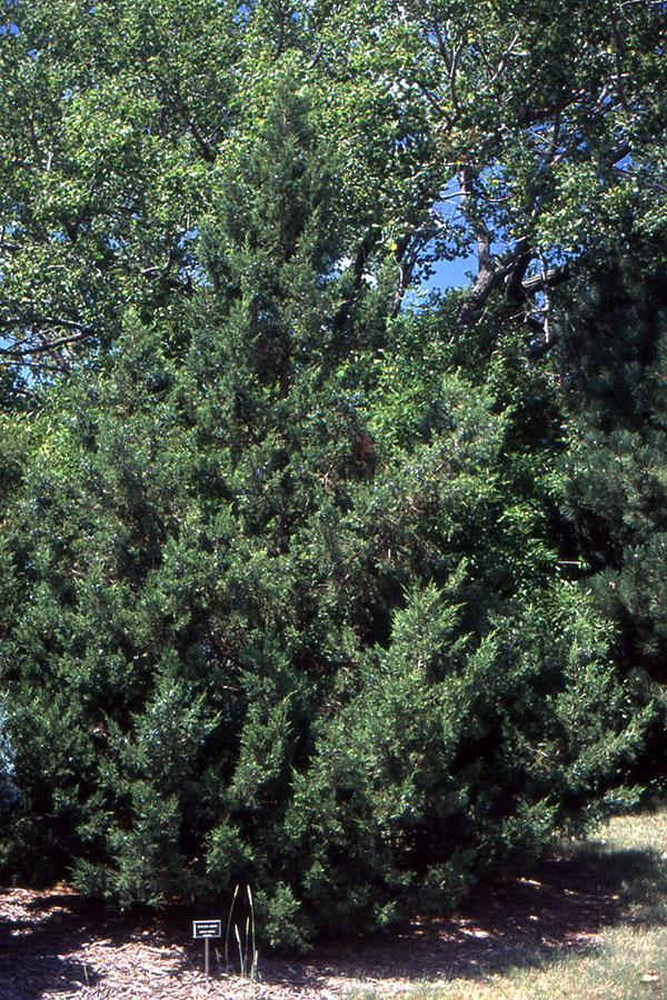 Juniperus Chinensis 'keteleeri' - View 9 from www redcrocus com