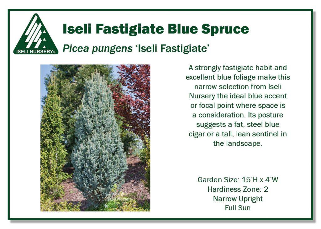 Picea Pungens 'iseli Fastigiata' - View 8 from www redcrocus com