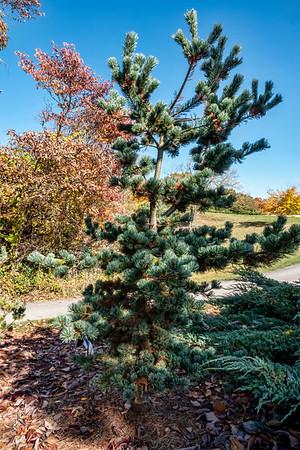Pinus Parviflora 'venus' - View 8 from www redcrocus com
