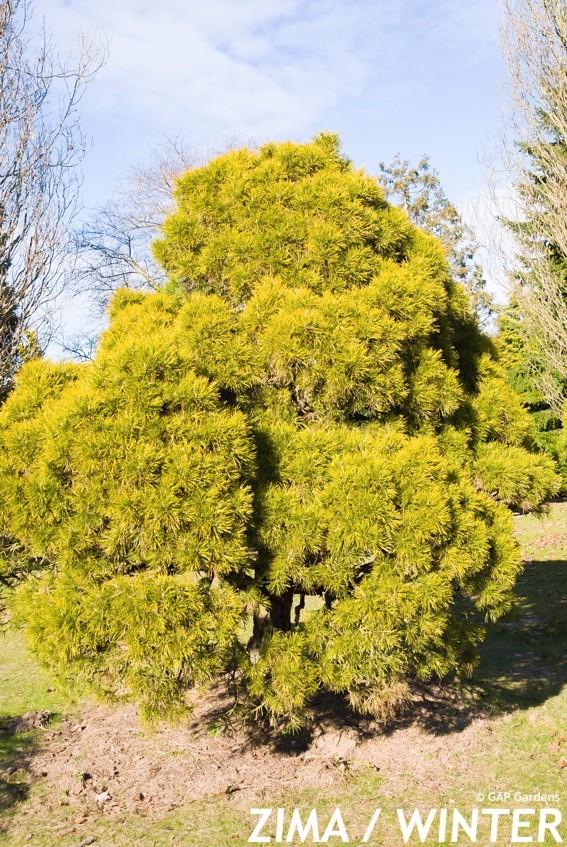 Pinus Sylvestris 'moseri' - View 9 from www redcrocus com