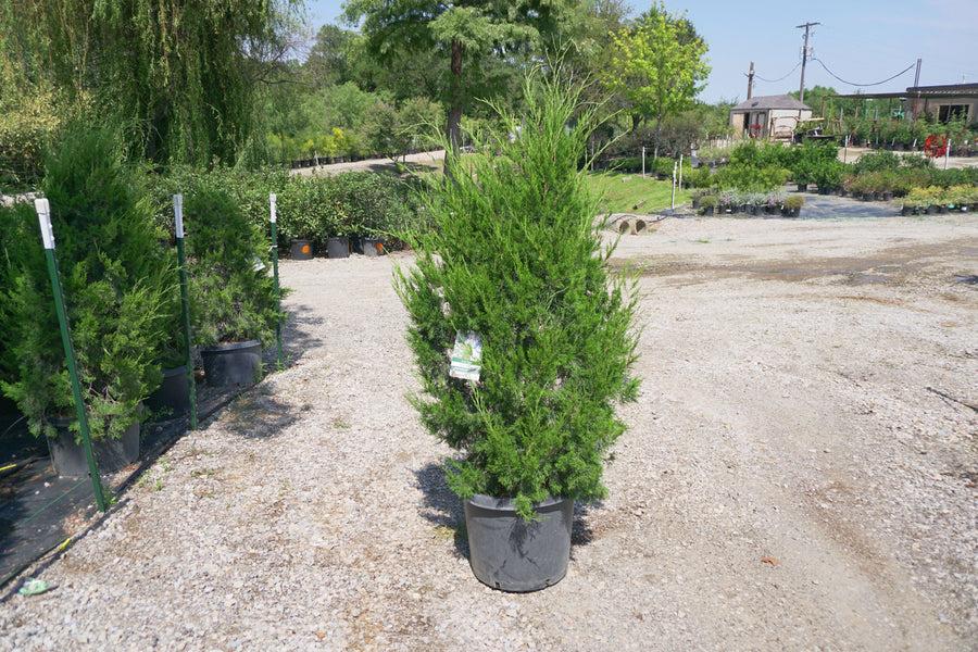 Juniperus Virginiana 'brodie' - View 34 from www redcrocus com