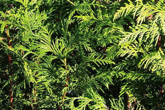 Thuja Plicata 'green Giant' - View 20 from www redcrocus com