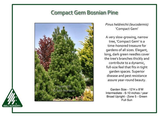 Pinus Leucodermis 'groen' - View 18 from www redcrocus com