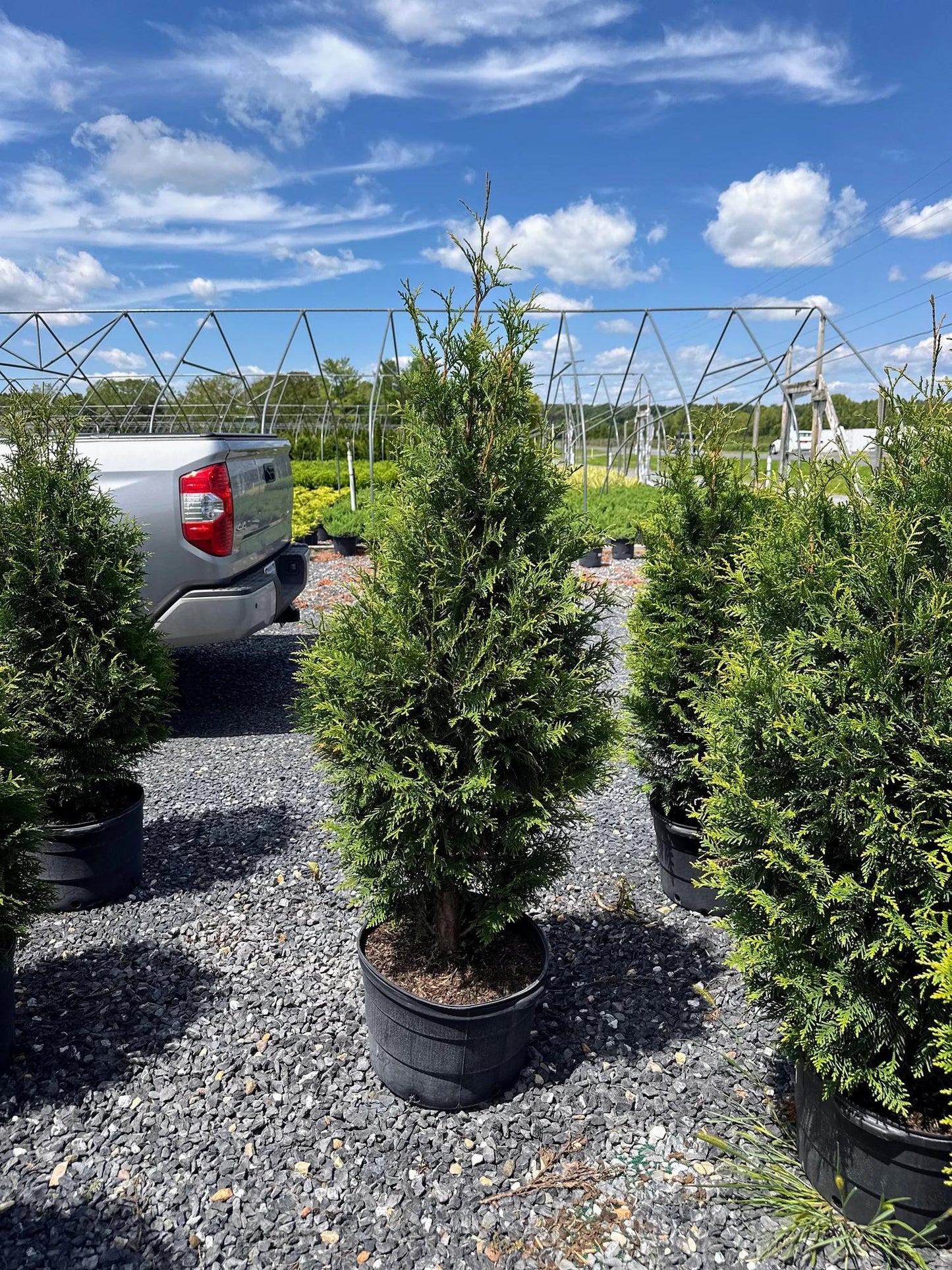 Thuja Plicata 'northern Spire' - View 22 from www redcrocus com